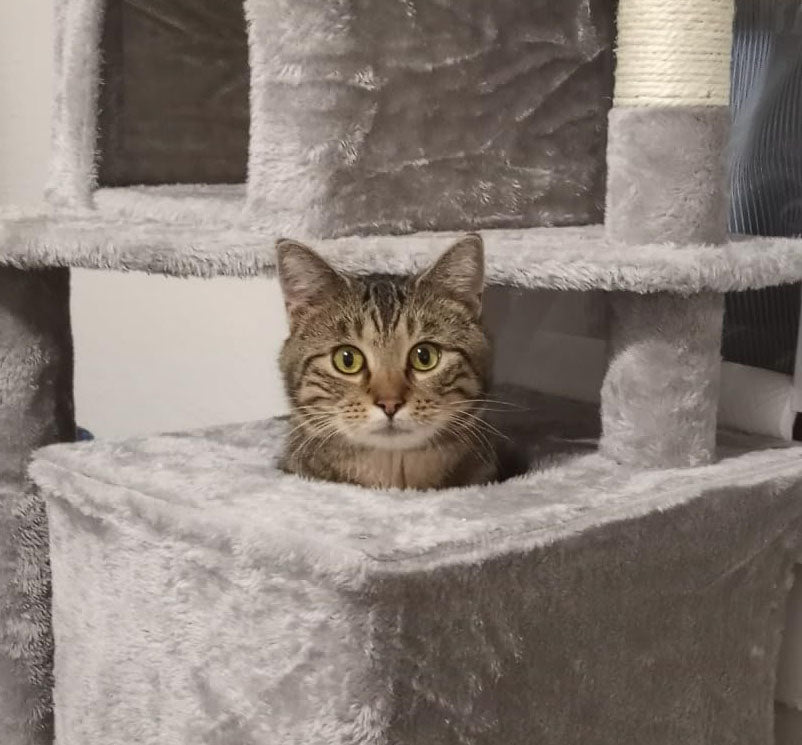 155cm Cat Tree, Plush Multi-Level Cat Condo